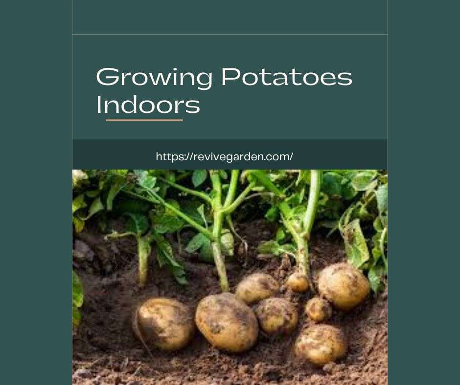 Growing-Potatoes-Indoors