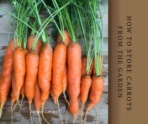 How-to-Store-Carrots-from-the-Garden