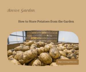 How-to-Store-Potatoes-from-the-Garden