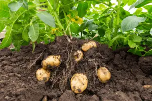 Harvesting Potatoes