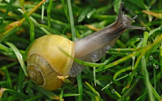 What Can Garden Snails Not Eat