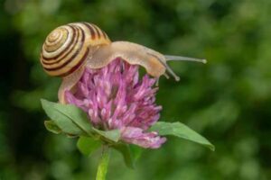 What Do Garden Snails Eat - Eating Habits, Care, And Tips