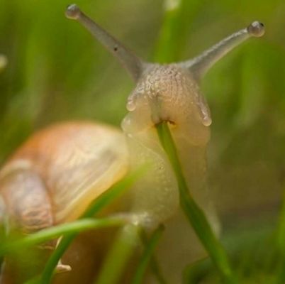 What Do Garden Snails Eat
