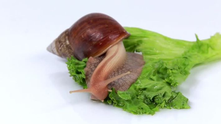 What Vegetables Do Snails Eat
