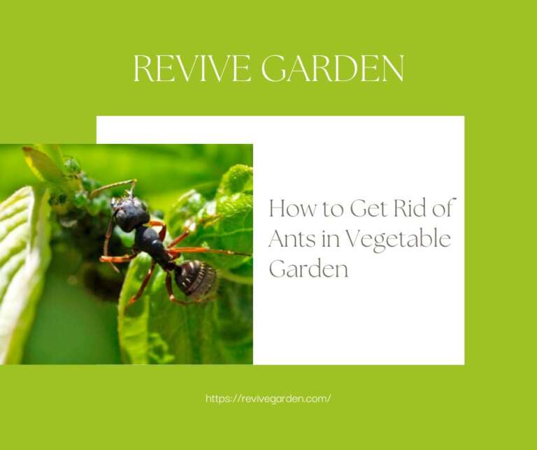 How to Get Rid of Ants in Vegetable Garden Save Your Crop
