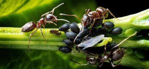 Chemical ways to get rid of the ants