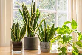 Snake plants demand very minimal care