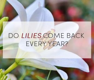 Do Lilies Come Back Every Year?