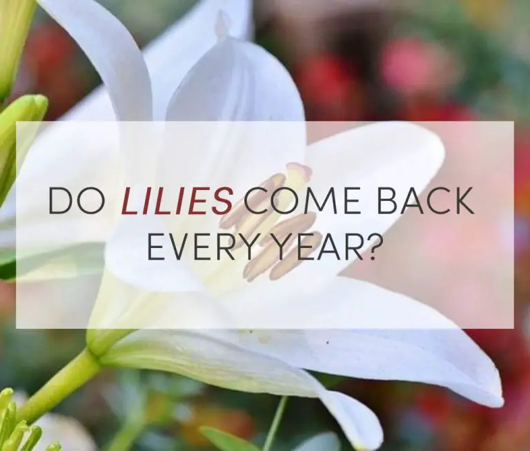 Do Lilies Come Back Every Year? Tips To Grow Better