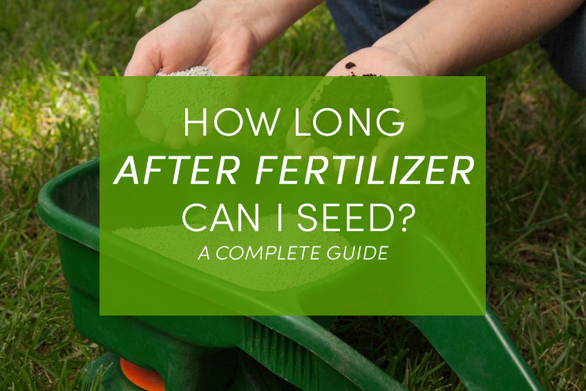 How Long After Fertilizer Can I Seed?