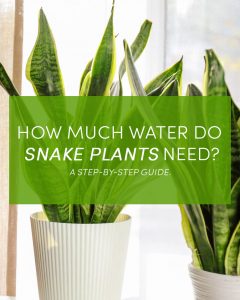 How Much Water Do Snake Plants Need