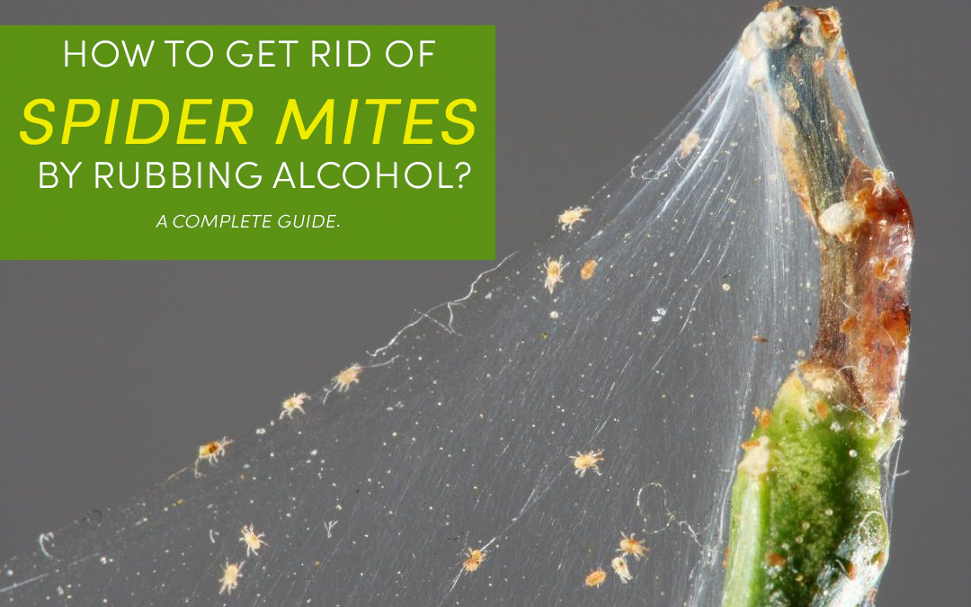 How To Get Rid Of Spider Mites By Rubbing Alcohol?