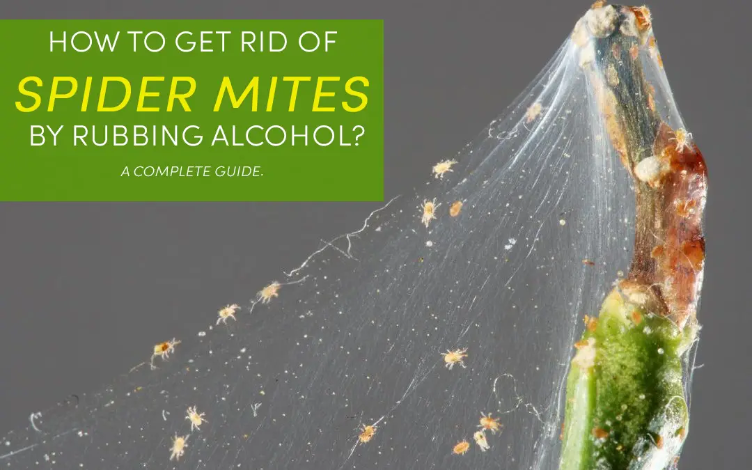 Does Alcohol Kill Dust Mites On Mattress at Darius Cain blog