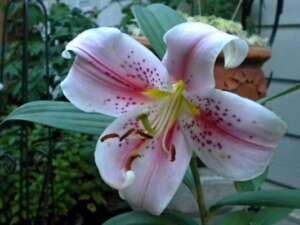 Do Asiatic Lilies Come Back Every Year