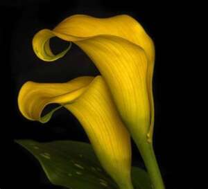Do Calla Lilies Come Back Every Year (1)