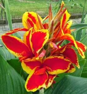 Do Canna Lilies Come Back Every Year
