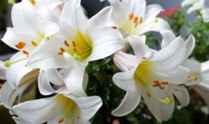 Do Easter Lilies Come Back Every Year