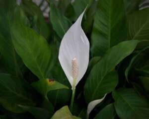 Do Peace Lilies Come Back Every Year
