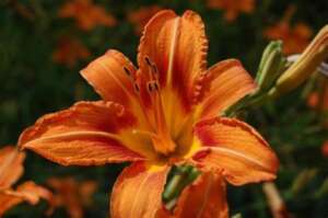 Do Tiger Lilies Come Back Every Year