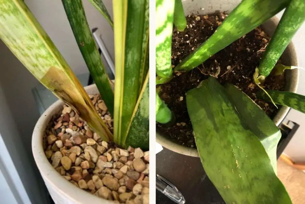 How Much Water Do Snake Plants Need? Revive Garden