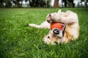 How to find a pet-friendly grass seed?
