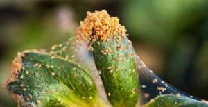 How to prevent plants from spider mites infestation?