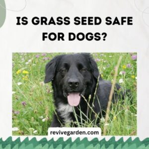 Is Grass Seed Safe For Dogs