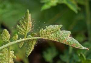 Signs of spider mites on plants