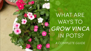 What Are The Ways for Growing Vinca in Pots?
