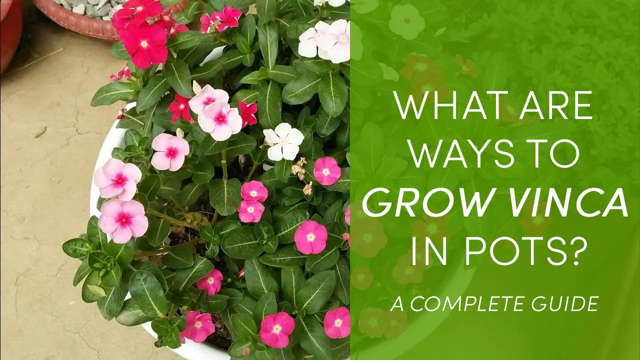What Are The Ways for Growing Vinca in Pots? Revive Garden