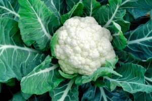 About cauliflower
