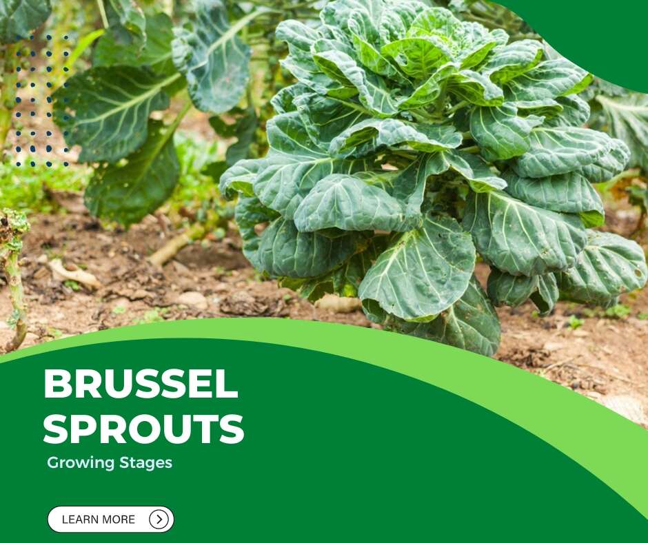 Brussel Sprouts Growing Stages