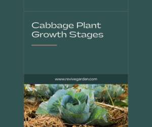 Cabbage Plant Growth Stages