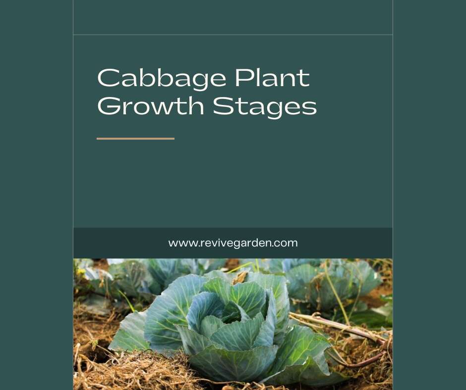 Cabbage Plant Growth Stages