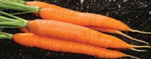 Carrot fruit set and maturation