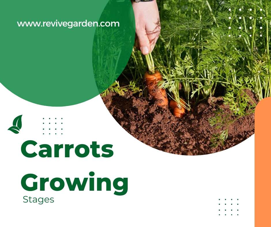 Carrots Growing Stages