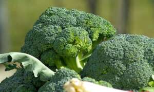 Choose a large-headed variety to grow the best nutrient broccoli