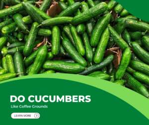 Do Cucumbers Like Coffee Grounds