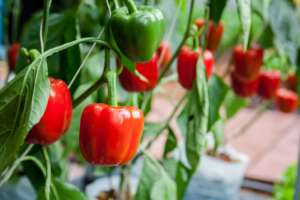 Grow Bell Peppers from Seeds