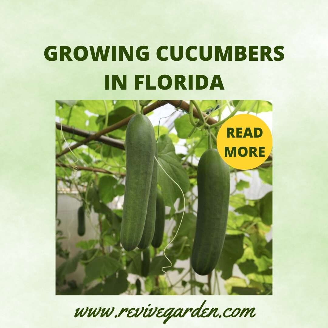 Growing Cucumbers in Florida