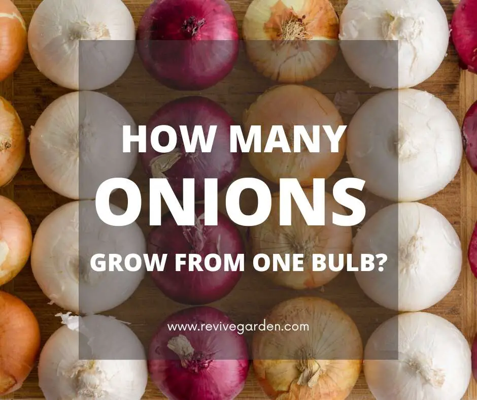 How Many Onions Grow From One Bulb?
