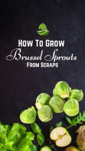 How To Grow Brussel Sprouts From Scraps