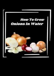 How To Grow Onions In Water