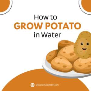 How to Grow Potatoes in Water