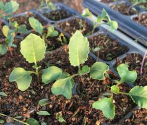How to water after sowing Broccoli seeds