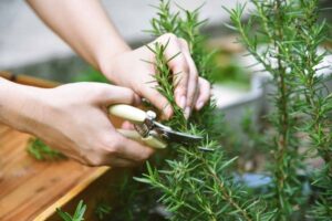 Is Rosemary a Perennial – That Works For All