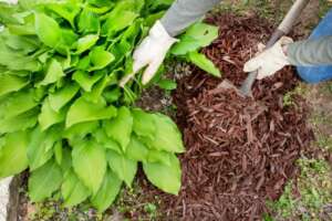 Keep Weeds at Distance, Mulch Your Plants with Trimmings or Straw