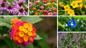 List of Top 10 flowers that bloom all year