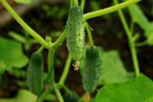 Miniature Cucumbers – Little Leaf