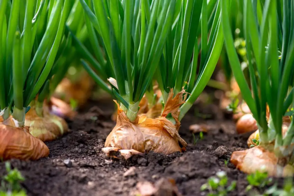 Onion Growing stages So Simple Even Your Kids Can Do It